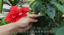 扶桑花爱黄叶，教你最快找到原因，一次性解决不再黄叶
