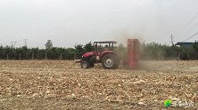 实拍新乡：玉米收割完毕，村民用这种方式处理秸秆，既省钱又省力
