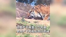 网友拍下老虎吞食幼崽，动物园：幼虎为死胎，属动物自然行为