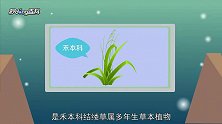 台湾2号草坪：禾本科结缕草属多年生草本植物