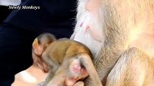 小猴仔太贪心了，吃奶还想贪吃猴妈的食物