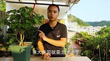 给三角梅选择土壤，遵循3大“要点”，少一个后期难开花