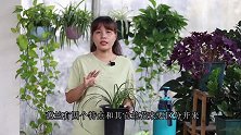新手养蕙兰，要牢记它的“4大特点”，不然难养得好