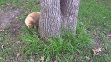 卧在树下打盹的猫咪，你看起来好悠闲啊，真是可爱！
