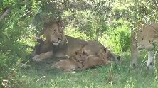 超有爱雄狮爸爸—跟幼崽玩的不亦乐乎