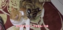 书店老板好心收养的橘猫，没想到竟是一只“招财猫”简直乐坏了
