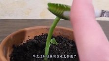 将烟放进捕蝇草嘴里，3秒后，捕蝇草的反应太吓人！好嗨哦