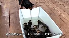 主人吩咐狗狗照看小鸭子，办完事回来后，被眼前这一幕暖到了