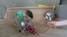 小猴子吃葡萄一个接着一个，看它的吃相好可爱！