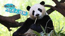 国宝又使坏, 用歌曲来调戏猩猩, 猩猩却不停求饶