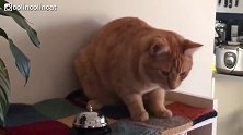 按一下铃铛就有东西吃，从此猫咪乐此不疲的按铃铛