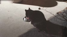傍晚在院子里偷吃的猫咪，这下被逮个正着，看你往哪里跑