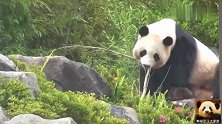 熊猫桃浜悠然自得坐在石头上吃播，乖巧模样萌得不像话