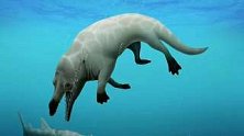 鲸曾有4条腿！埃及发现4300万年前半水生鲸化石