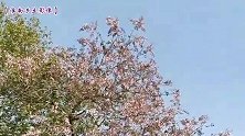八公山乡土：四月泡桐花，满树淡紫色