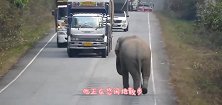 大象逼停大货车，只为偷吃一根甘蔗，司机的举动太暖心了