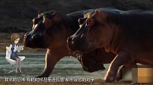 令人窒息的操作 翻围栏打河马屁股