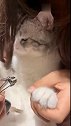 猫：指甲剪了，我还怎么抓老鼠啊！