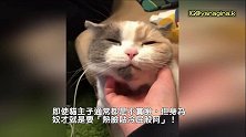 差点切错！奴才买三色蛋糕回家，意外跟猫咪撞色：只好吃你了