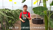你的家乡适合种火龙果吗？火龙果的特性你了解多少，一起来看看！