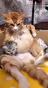 猫：好幸苦呀，这养孩子真不容易呀！