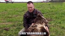 俄罗斯大熊苏尔入驻西瓜视频！家养小熊和飞行员爸爸的故事好感人