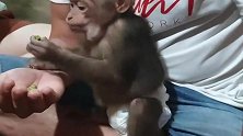 不争不抢的小猴子：主人给的零食真好吃