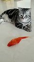 猫：你拿条死鱼来糊弄谁呢，我要新鲜的鱼！