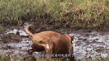 豪猪拼死抵抗狮子，疯狂扫射，狮子：小样你还是太嫩了
