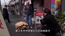买回来一只陆龟，刚开始宝宝还有点害怕，没多久画风突变