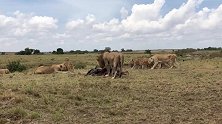 等级森明的狮群内部，雄狮第一个吃肉，母狮不敢上前