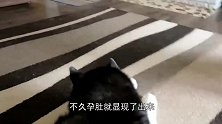 哈士奇意外怀孕，生下了一窝小奶狗，哺乳时那表情相当的绝望！