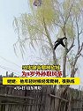 山东潍坊：59岁姥爷爬树砍枝为8岁外孙取风筝