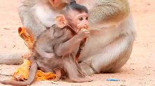 猴妈和猴仔几天没吃饭，终于有吃的了开心极了