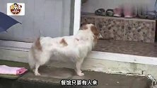 现实版忠犬八公！流浪狗旺财得了重病被遗弃，遇好心人救助！