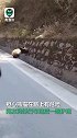 又双叒叕偶遇大熊猫！野生大熊猫下国道散步，网友：解释不清了