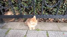 花坛里的流浪小猫，开始还怯怯的，混熟了甩都甩不掉