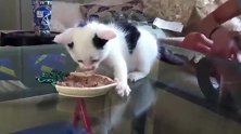 好奶萌的的小猫咪啊，吃这么大的一碗，你胃口还真是大呢！