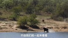鳄鱼拿它没办法，雄狮还被它追着跑！这头非洲水牛简直要逆天了！