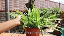 室内养吊兰，做好了这3点，一小棵长成大爆盆