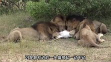 雄狮不满猎物被同伴分食，紧咬猎物不松口，生气的样子像极了人类