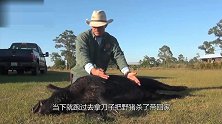 男子发现受伤野猪 剖开肚子 男子扔下刀撒腿就跑