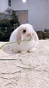 小吃货热门 垂耳兔 呆萌宠物兔