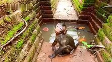 猴仔找妈妈，不小心掉进水牢，幸亏会游泳