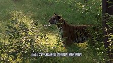 老虎厮杀大野猪，场面激烈，凶猛的野猪也只能成为老虎的盘中餐！