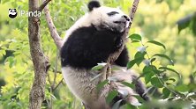 大熊猫绩笑：躲在树上睡觉，奶妈就盘不到我了！嘻嘻