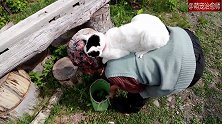 奶奶正在采集食物材料，猫咪全程趴身上监工，好疗愈！