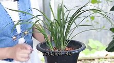 夏季养兰花，防茎腐牢记“8个字”，越夏“高枕无忧”！