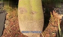 非洲的“生命之树”一次能存2吨的水,引进国内后用途让人惋惜