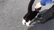一只中分的流浪猫，围着好心人转个不停：终于把你盼来了
